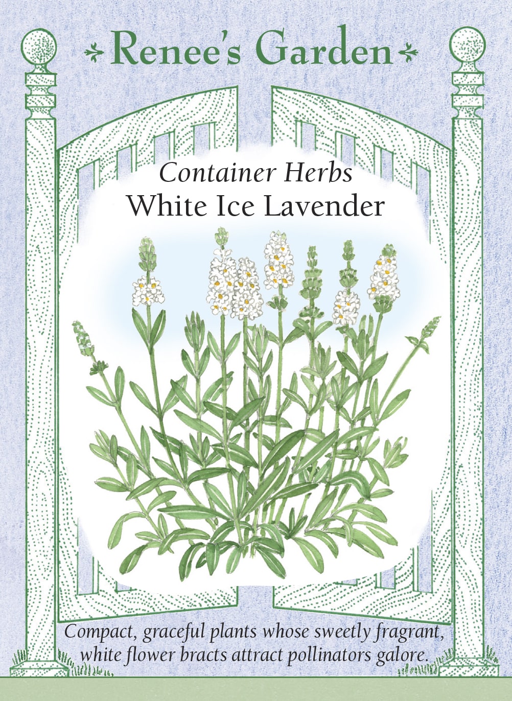 Visuel officiel de Renee's Garden associé aux semences de Lavande ‘White Ice’, référence RN5844. ‘White Ice’ forme des plants compacts d’environ 30 à 36 cm (12 à 14 po). Les fleurs blanches sont parfumées. Le semencier indique qu’un semis suffisamment précoce peut donner une floraison dès la première saison. La couleur claire et le port réduit conviennent aux pots de terrasse et à l’avant des bordures.