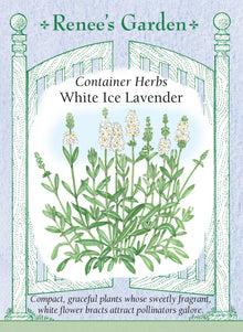 Visuel officiel de Renee's Garden associé aux semences de Lavande ‘White Ice’, référence RN5844. ‘White Ice’ forme des plants compacts d’environ 30 à 36 cm (12 à 14 po). Les fleurs blanches sont parfumées. Le semencier indique qu’un semis suffisamment précoce peut donner une floraison dès la première saison. La couleur claire et le port réduit conviennent aux pots de terrasse et à l’avant des bordures.