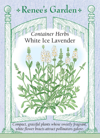 Visuel officiel de Renee's Garden associé aux semences de Lavande ‘White Ice’, référence RN5844. ‘White Ice’ forme des plants compacts d’environ 30 à 36 cm (12 à 14 po). Les fleurs blanches sont parfumées. Le semencier indique qu’un semis suffisamment précoce peut donner une floraison dès la première saison. La couleur claire et le port réduit conviennent aux pots de terrasse et à l’avant des bordures.