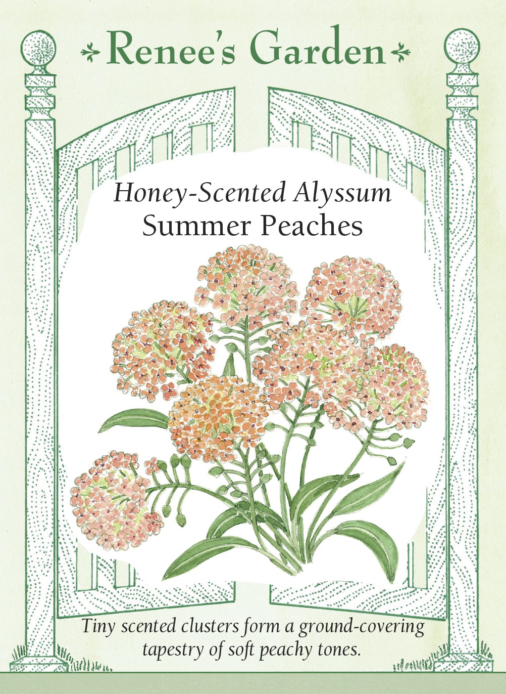 Visuel officiel de Renee's Garden associé aux semences d’alysse ‘Summer Peaches’, référence RN5847. Cette alysse forme de petits bouquets de fleurs dans des teintes pêche pastel. Le semencier décrit un parfum doux et un port couvrant. Les plants se prêtent aux bordures, au pied d’autres fleurs et aux contenants. Les nombreuses petites fleurs donnent une texture fine à l’aménagement.