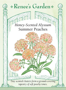Visuel officiel de Renee's Garden associé aux semences d’alysse ‘Summer Peaches’, référence RN5847. Cette alysse forme de petits bouquets de fleurs dans des teintes pêche pastel. Le semencier décrit un parfum doux et un port couvrant. Les plants se prêtent aux bordures, au pied d’autres fleurs et aux contenants. Les nombreuses petites fleurs donnent une texture fine à l’aménagement.
