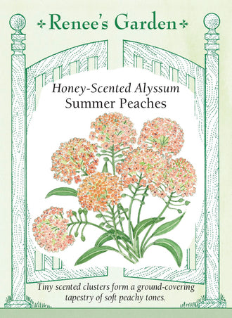 Visuel officiel de Renee's Garden associé aux semences d’alysse ‘Summer Peaches’, référence RN5847. Cette alysse forme de petits bouquets de fleurs dans des teintes pêche pastel. Le semencier décrit un parfum doux et un port couvrant. Les plants se prêtent aux bordures, au pied d’autres fleurs et aux contenants. Les nombreuses petites fleurs donnent une texture fine à l’aménagement.