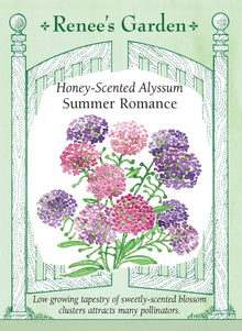 Visuel officiel de Renee's Garden associé aux semences d’alysses en mélange Summer Romance, référence RN5850. Ce mélange porte des fleurs lavande, violettes, roses et blanches sur des plants d’environ 10 à 15 cm (4 à 6 po). Le semencier décrit un parfum agréable et une floraison prolongée. Le port bas permet de couvrir les espaces en bordure ou de compléter des plantations en contenant.