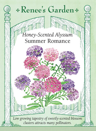 Visuel officiel de Renee's Garden associé aux semences d’alysses en mélange Summer Romance, référence RN5850. Ce mélange porte des fleurs lavande, violettes, roses et blanches sur des plants d’environ 10 à 15 cm (4 à 6 po). Le semencier décrit un parfum agréable et une floraison prolongée. Le port bas permet de couvrir les espaces en bordure ou de compléter des plantations en contenant.