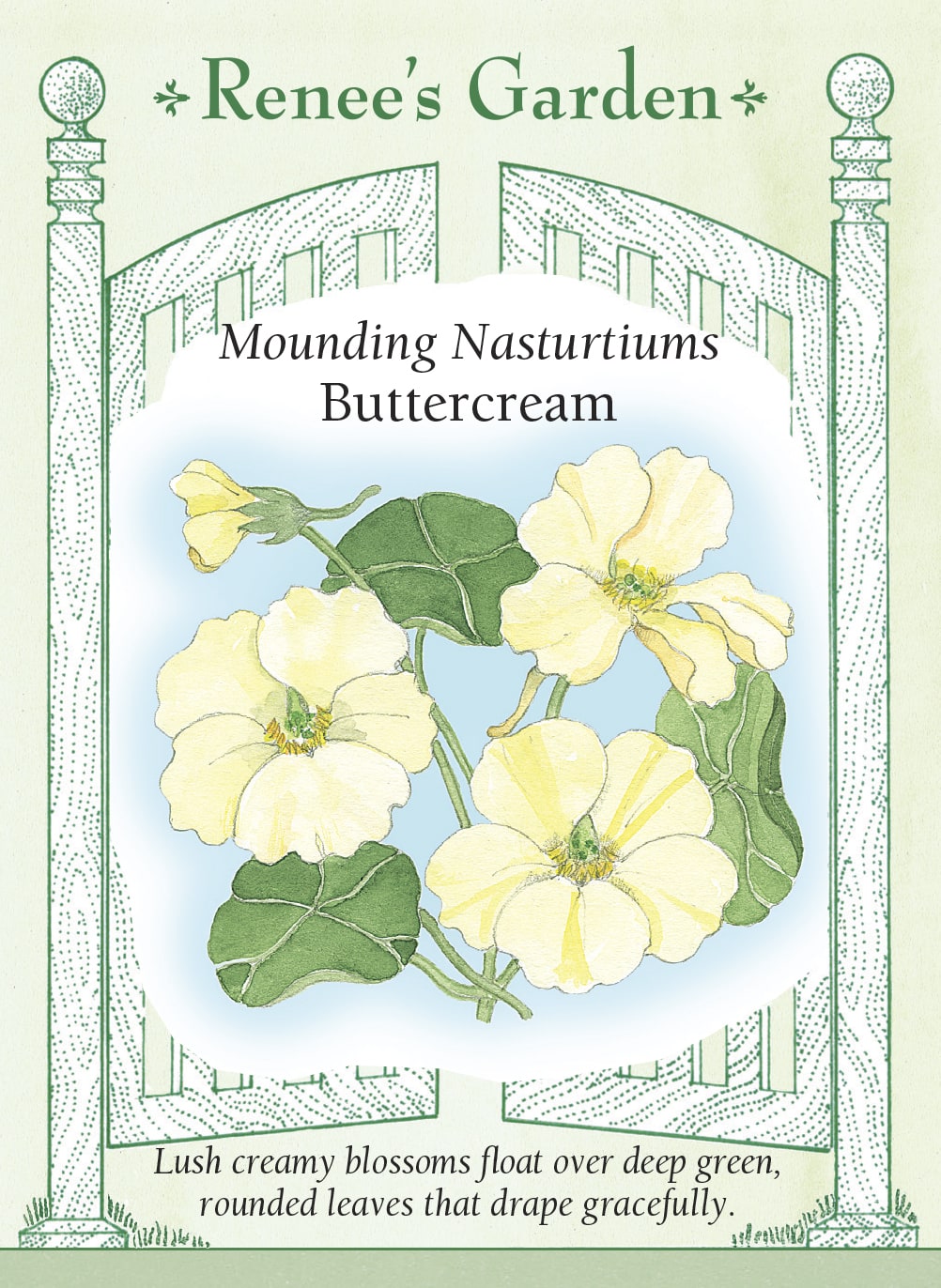 Visuel officiel de Renee's Garden associé aux semences de Capucine ‘Buttercream’, référence RN5852. Les fleurs semi-doubles de couleur crème dominent des feuilles rondes d’un vert soutenu. La plante forme une touffe souple qui déborde des jardinières et adoucit les contours des plates-bandes. Les fleurs et les feuilles peuvent servir de garnitures comestibles.