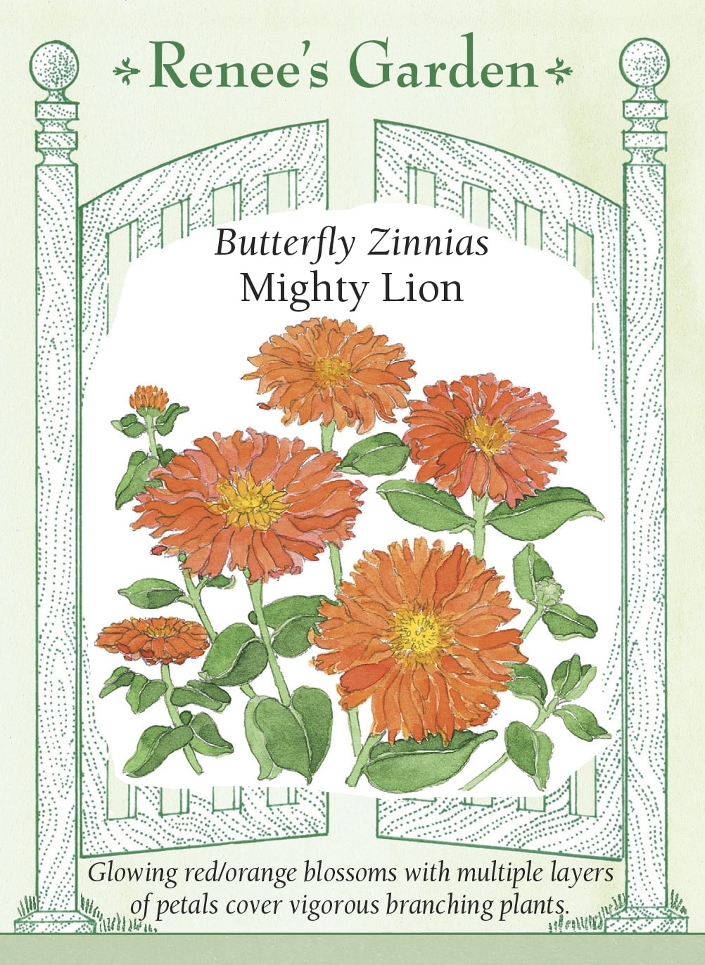 Visuel officiel de Renee's Garden associé aux semences de Zinnia ‘Mighty Lion’, référence RN5856. Les fleurs rouge orangé sont doubles et mesurent environ 10 à 13 cm (4 à 5 po). Leurs nombreux pétales forment des corolles denses. Les plantes ramifiées attirent les papillons et produisent des fleurs adaptées à la coupe.
