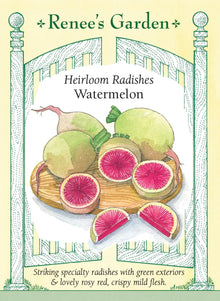 Visuel officiel de Renee's Garden pour les semences « Radis melon d’eau », référence RN5866. Ce radis asiatique porte de grosses racines à peau vert pâle et à chair rose-rouge. Le semencier indique un diamètre d’environ 5 à 10 cm (2 à 4 po) et recommande un semis estival pour une récolte automnale. La chair croquante offre une saveur douce à légèrement poivrée. Il se cultive différemment d’un petit radis de printemps.