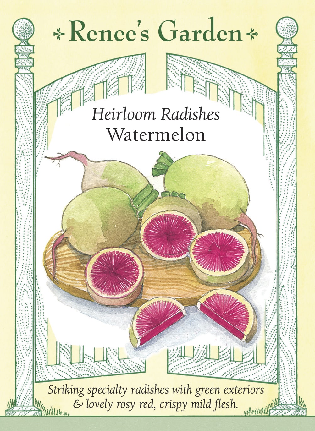 Visuel officiel de Renee's Garden pour les semences « Radis melon d’eau », référence RN5866. Ce radis asiatique porte de grosses racines à peau vert pâle et à chair rose-rouge. Le semencier indique un diamètre d’environ 5 à 10 cm (2 à 4 po) et recommande un semis estival pour une récolte automnale. La chair croquante offre une saveur douce à légèrement poivrée. Il se cultive différemment d’un petit radis de printemps.