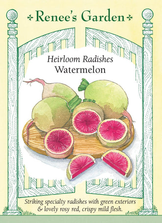 Visuel officiel de Renee's Garden pour les semences « Radis melon d’eau », référence RN5866. Ce radis asiatique porte de grosses racines à peau vert pâle et à chair rose-rouge. Le semencier indique un diamètre d’environ 5 à 10 cm (2 à 4 po) et recommande un semis estival pour une récolte automnale. La chair croquante offre une saveur douce à légèrement poivrée. Il se cultive différemment d’un petit radis de printemps.