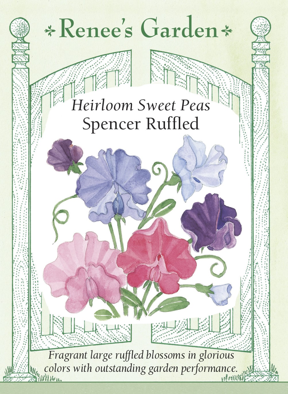 Visuel officiel de Renee's Garden associé aux semences de Pois de senteur en mélange Spencer Ruffled, référence RN5868. Ce mélange de pois de senteur de type Spencer porte de grandes fleurs aux pétales ondulés. Les couleurs variées et les longs pédoncules permettent de composer des bouquets parfumés. Les plantes grimpantes offrent aussi une floraison décorative sur les supports.