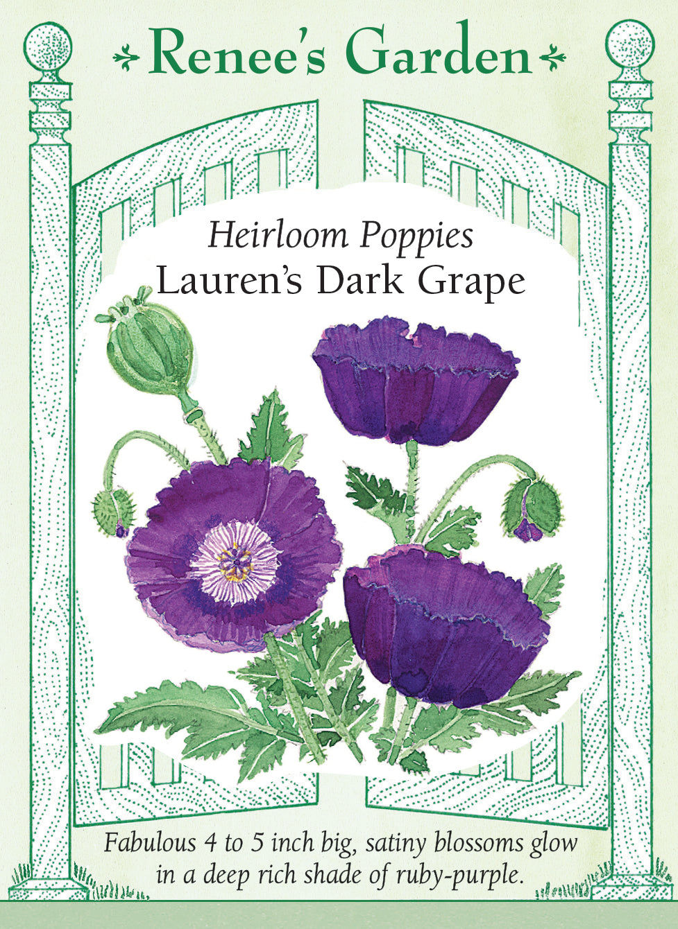 Visuel officiel de Renee's Garden associé aux semences de Pavot ‘Lauren’s Grape’, référence RN5869. Les fleurs en coupe atteignent environ 10 à 13 cm (4 à 5 po) et présentent une teinte pourpre rubis. Le feuillage large est bleu-gris. Selon la richesse du sol, les plantes atteignent environ 90 à 150 cm (3 à 5 pi) et peuvent se ressemer.