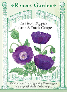 Visuel officiel de Renee's Garden associé aux semences de Pavot ‘Lauren’s Grape’, référence RN5869. Les fleurs en coupe atteignent environ 10 à 13 cm (4 à 5 po) et présentent une teinte pourpre rubis. Le feuillage large est bleu-gris. Selon la richesse du sol, les plantes atteignent environ 90 à 150 cm (3 à 5 pi) et peuvent se ressemer.