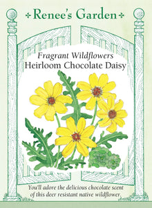 Visuel officiel de Renee's Garden associé aux semences de Marguerite chocolat, référence RN5870. Cette plante appartient à Berlandiera lyrata. Ses petites fleurs jaunes dégagent un parfum rappelant le chocolat, selon le semencier. Elle est proposée comme plante décorative parfumée. Le mot chocolat décrit ici l’arôme floral et ne signifie pas que l’ensemble de la plante est un ingrédient comestible.