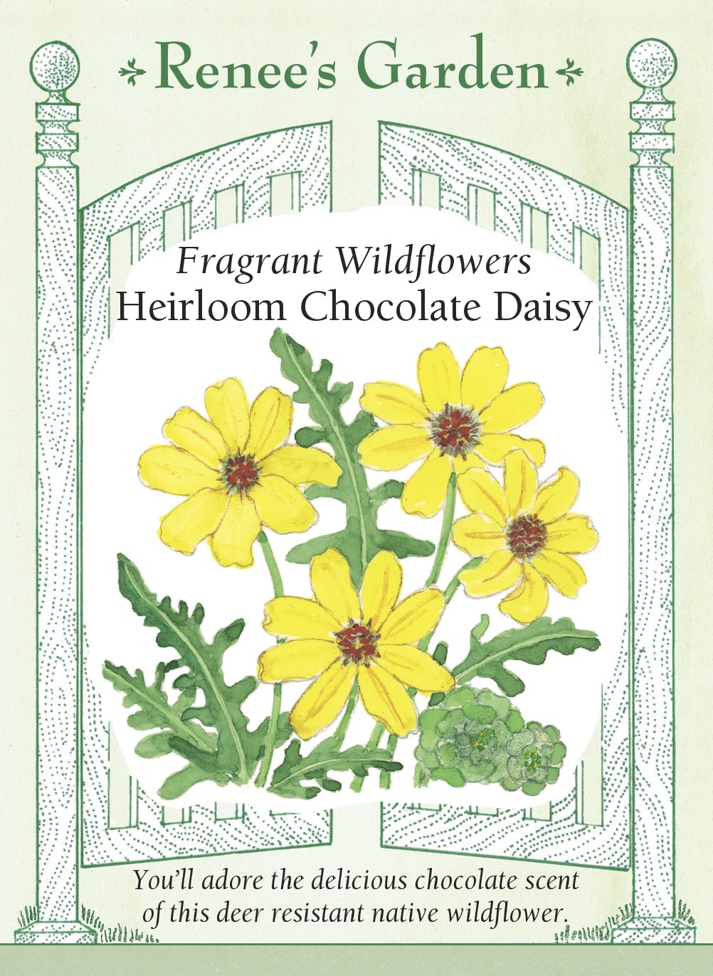 Visuel officiel de Renee's Garden associé aux semences de Marguerite chocolat, référence RN5870. Cette plante appartient à Berlandiera lyrata. Ses petites fleurs jaunes dégagent un parfum rappelant le chocolat, selon le semencier. Elle est proposée comme plante décorative parfumée. Le mot chocolat décrit ici l’arôme floral et ne signifie pas que l’ensemble de la plante est un ingrédient comestible.