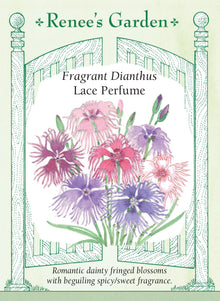 Visuel officiel de Renee's Garden associé aux semences d’œillets en mélange Lace Perfume, référence RN5872. Ce mélange porte des fleurs frangées et délicatement découpées dans des tons roses, lilas, blancs et bicolores. Le semencier décrit un parfum épicé rappelant le clou de girofle. Les plants ramifiés atteignent environ 30 à 46 cm (12 à 18 po). Les tiges se prêtent à la coupe.