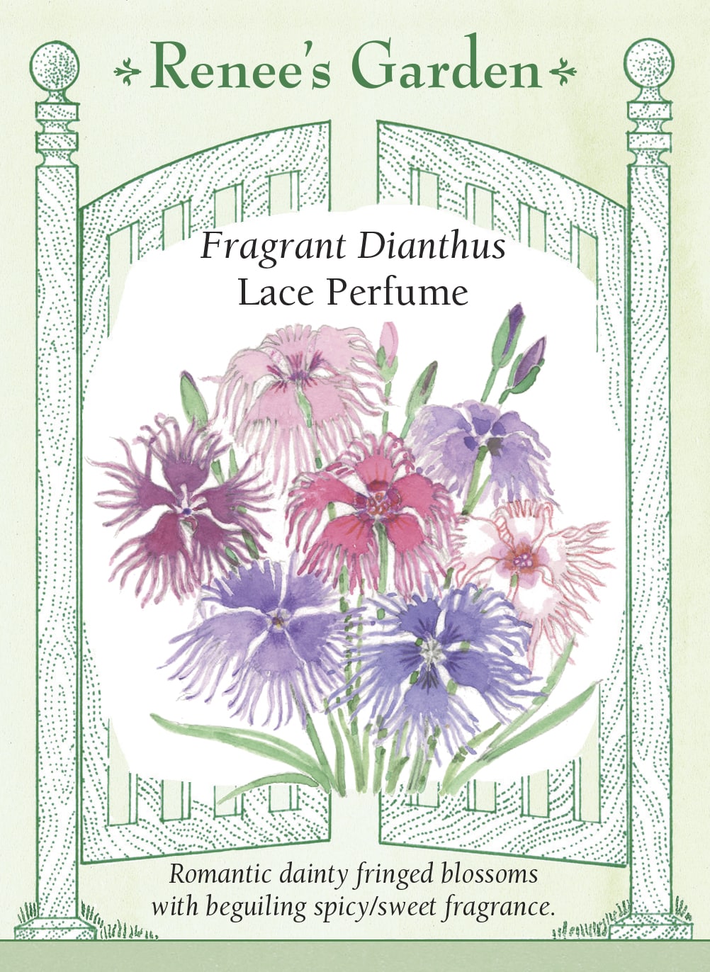 Visuel officiel de Renee's Garden associé aux semences d’œillets en mélange Lace Perfume, référence RN5872. Ce mélange porte des fleurs frangées et délicatement découpées dans des tons roses, lilas, blancs et bicolores. Le semencier décrit un parfum épicé rappelant le clou de girofle. Les plants ramifiés atteignent environ 30 à 46 cm (12 à 18 po). Les tiges se prêtent à la coupe.