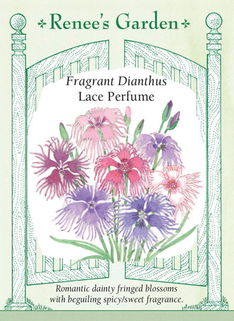 Visuel officiel de Renee's Garden associé aux semences d’œillets en mélange Lace Perfume, référence RN5872. Ce mélange porte des fleurs frangées et délicatement découpées dans des tons roses, lilas, blancs et bicolores. Le semencier décrit un parfum épicé rappelant le clou de girofle. Les plants ramifiés atteignent environ 30 à 46 cm (12 à 18 po). Les tiges se prêtent à la coupe.