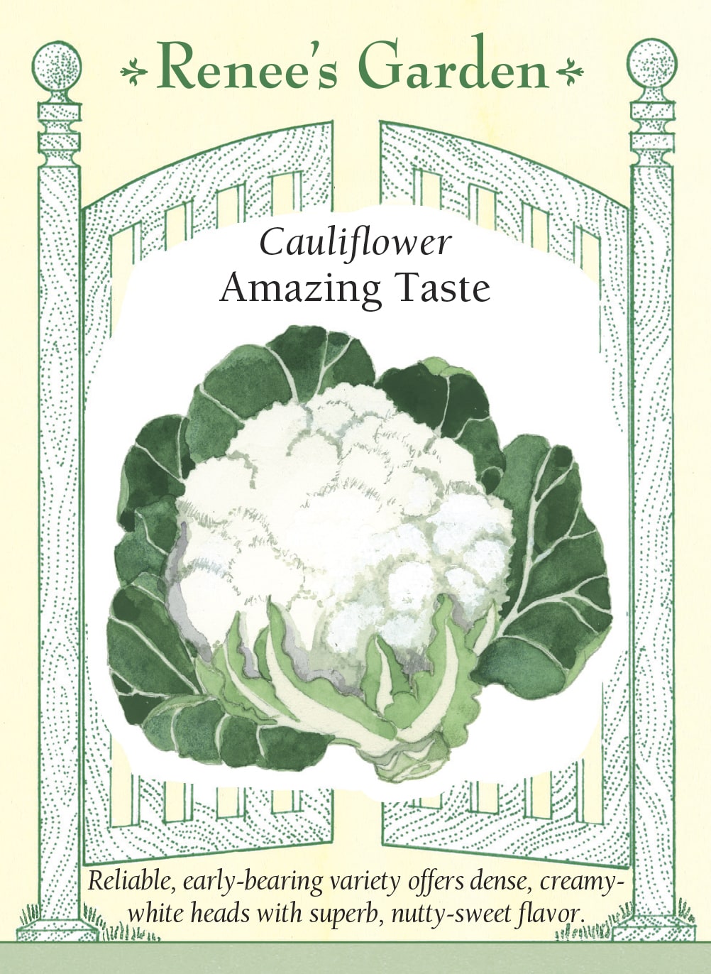 Visuel officiel de Renee's Garden pour les semences « Chou-fleur ‘Amazing’ », référence RN5876. Ce chou-fleur produit des pommes bombées, denses et blanc crème, d’environ 15 à 18 cm (6 à 7 po). Les feuilles externes robustes entourent la pomme en développement. Le semencier souligne une texture tendre et une saveur douce rappelant légèrement la noisette. Les fleurettes se prêtent aux crudités, à la cuisson vapeur et aux préparations rôties au four.