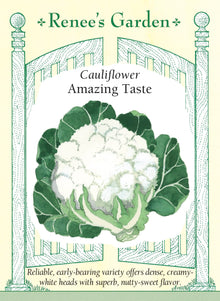 Visuel officiel de Renee's Garden pour les semences « Chou-fleur ‘Amazing’ », référence RN5876. Ce chou-fleur produit des pommes bombées, denses et blanc crème, d’environ 15 à 18 cm (6 à 7 po). Les feuilles externes robustes entourent la pomme en développement. Le semencier souligne une texture tendre et une saveur douce rappelant légèrement la noisette. Les fleurettes se prêtent aux crudités, à la cuisson vapeur et aux préparations rôties au four.