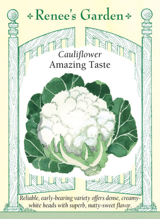 Visuel officiel de Renee's Garden pour les semences « Chou-fleur ‘Amazing’ », référence RN5876. Ce chou-fleur produit des pommes bombées, denses et blanc crème, d’environ 15 à 18 cm (6 à 7 po). Les feuilles externes robustes entourent la pomme en développement. Le semencier souligne une texture tendre et une saveur douce rappelant légèrement la noisette. Les fleurettes se prêtent aux crudités, à la cuisson vapeur et aux préparations rôties au four.