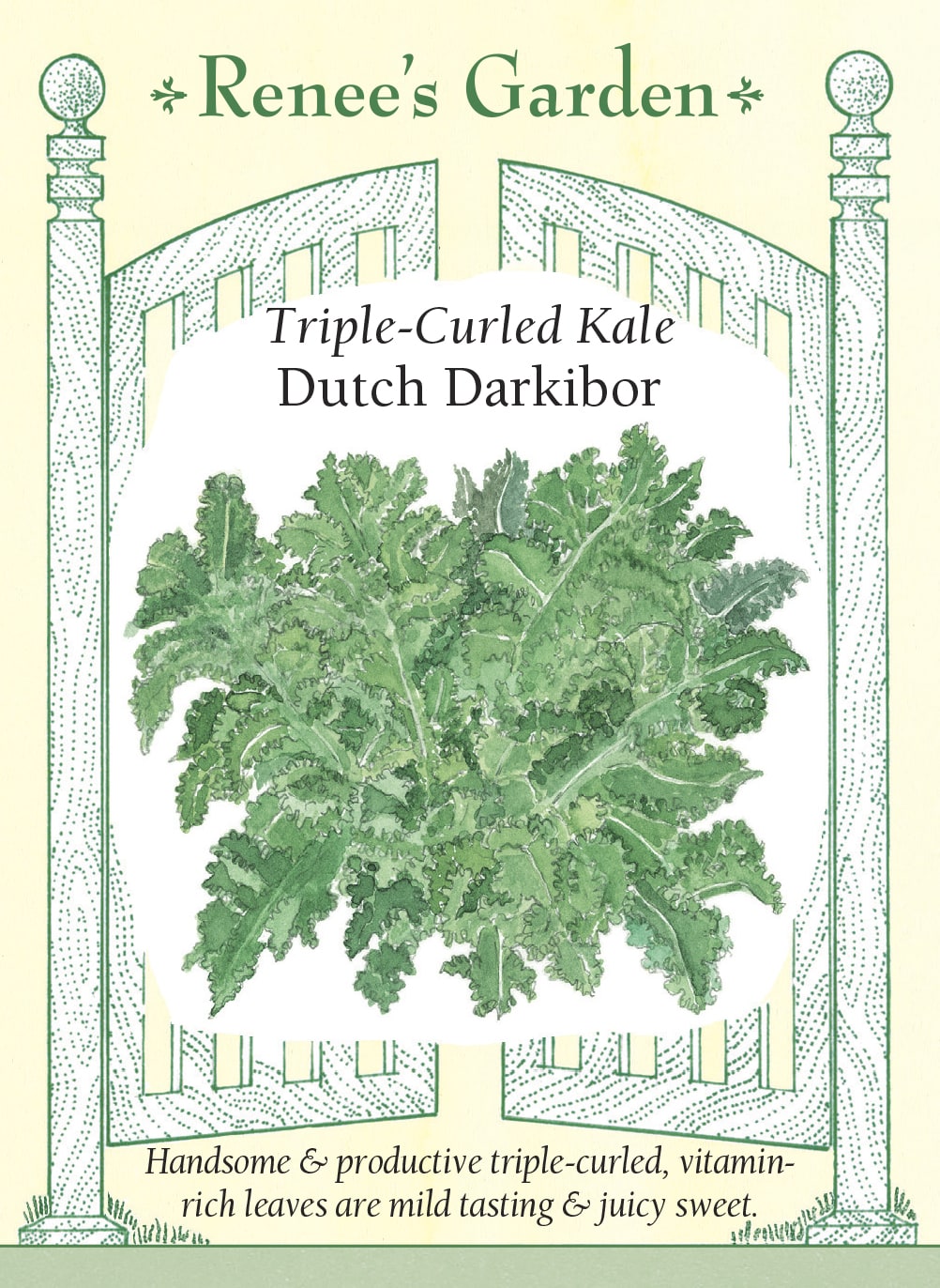 Visuel officiel de Renee's Garden pour les semences « Chou frisé ‘Darkibor’ », référence RN5883. ‘Darkibor’ forme des rosettes denses d’environ 46 cm (18 po), garnies de feuilles vert soutenu très frisées. Le semencier décrit des feuilles tendres, juteuses et douces. Le feuillage peut être utilisé dans des salades après préparation ou dans des plats cuits. Son volume et ses bordures très découpées apportent aussi une texture visible aux aménagements comestibles.