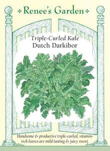 Visuel officiel de Renee's Garden pour les semences « Chou frisé ‘Darkibor’ », référence RN5883. ‘Darkibor’ forme des rosettes denses d’environ 46 cm (18 po), garnies de feuilles vert soutenu très frisées. Le semencier décrit des feuilles tendres, juteuses et douces. Le feuillage peut être utilisé dans des salades après préparation ou dans des plats cuits. Son volume et ses bordures très découpées apportent aussi une texture visible aux aménagements comestibles.