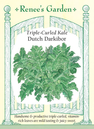 Visuel officiel de Renee's Garden pour les semences « Chou frisé ‘Darkibor’ », référence RN5883. ‘Darkibor’ forme des rosettes denses d’environ 46 cm (18 po), garnies de feuilles vert soutenu très frisées. Le semencier décrit des feuilles tendres, juteuses et douces. Le feuillage peut être utilisé dans des salades après préparation ou dans des plats cuits. Son volume et ses bordures très découpées apportent aussi une texture visible aux aménagements comestibles.