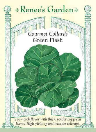 Visuel officiel de Renee's Garden pour les semences « Chou cavalier ‘Green Flash’ », référence RN5885. Ce chou-feuille forme des rosettes denses d’environ 46 cm (18 po), composées de grandes feuilles épaisses en forme de palette. Le semencier décrit une saveur douce et une bonne capacité de repousse après les récoltes. Les feuilles se destinent surtout à la cuisson. La récolte progressive permet d’utiliser les feuilles extérieures tout en conservant le centre du plant.