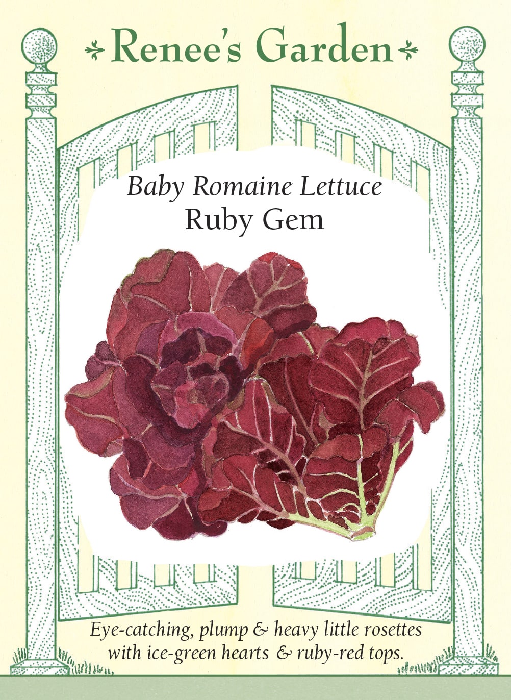 Visuel officiel de Renee's Garden pour les semences « Laitue ‘Ruby Gem’ », référence RN5886. Cette petite romaine forme des pommes d’environ 15 cm (6 po), avec un cœur vert pâle et un sommet rouge rubis. Les feuilles serrées sont croquantes et juteuses. Le semencier souligne la vigueur des jeunes plants. Le contraste des couleurs est particulièrement visible lorsqu’une petite pomme est coupée en deux pour être servie en salade.