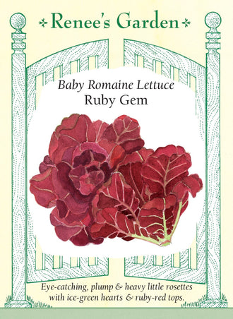 Visuel officiel de Renee's Garden pour les semences « Laitue ‘Ruby Gem’ », référence RN5886. Cette petite romaine forme des pommes d’environ 15 cm (6 po), avec un cœur vert pâle et un sommet rouge rubis. Les feuilles serrées sont croquantes et juteuses. Le semencier souligne la vigueur des jeunes plants. Le contraste des couleurs est particulièrement visible lorsqu’une petite pomme est coupée en deux pour être servie en salade.
