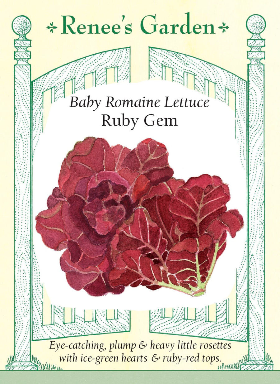 Visuel officiel de Renee's Garden pour les semences « Laitue ‘Ruby Gem’ », référence RN5886. Cette petite romaine forme des pommes d’environ 15 cm (6 po), avec un cœur vert pâle et un sommet rouge rubis. Les feuilles serrées sont croquantes et juteuses. Le semencier souligne la vigueur des jeunes plants. Le contraste des couleurs est particulièrement visible lorsqu’une petite pomme est coupée en deux pour être servie en salade.