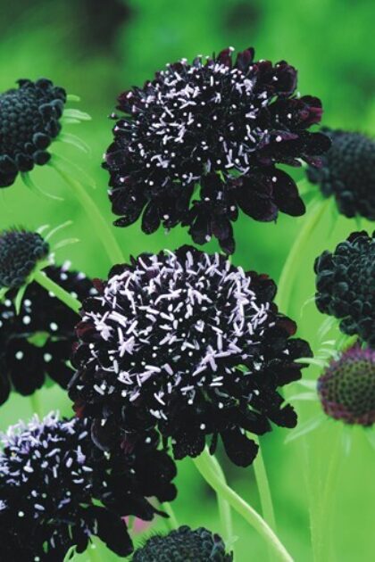 Des fleurs de scabieuse pourpre très sombre, presque noires, portent de nombreuses petites pointes blanches qui contrastent avec les pétales. Plusieurs capitules ouverts occupent le centre de la photo, entourés de boutons foncés encore fermés. Des tiges vert clair se croisent devant un fond vert lumineux et flou, donnant du relief aux fleurs sombres.