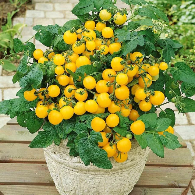 Semences Hortinova de Tomate cerise 'Balcony Yellow' F1, produit destiné au potager et présenté pour identifier clairement le cultivar avant le semis. Vue 1 de l'emballage ou du produit, à utiliser comme repère visuel avec les conseils de culture, l'exposition, l'arrosage et la récolte indiqués dans la fiche française de Pépinière.ca.