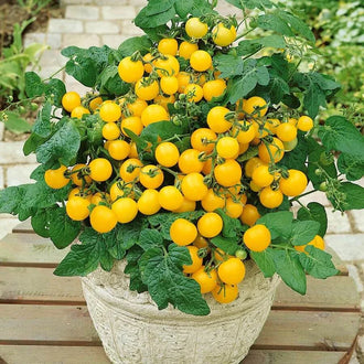 Semences Hortinova de Tomate cerise 'Balcony Yellow' F1, produit destiné au potager et présenté pour identifier clairement le cultivar avant le semis. Vue 1 de l'emballage ou du produit, à utiliser comme repère visuel avec les conseils de culture, l'exposition, l'arrosage et la récolte indiqués dans la fiche française de Pépinière.ca.