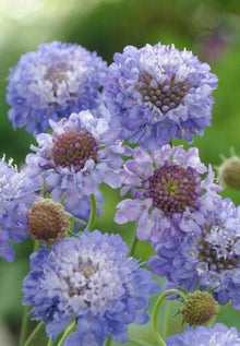 Plusieurs fleurs de scabieuse bleu lavande apparaissent à différents stades d’ouverture. Les pétales larges entourent des centres composés de petits fleurons, avec de fines pointes claires. Des boutons arrondis verts et rosés se trouvent entre les fleurs. Les tiges vertes restent visibles devant un fond de jardin flou qui souligne les nuances bleutées.