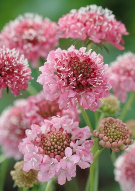 Des fleurs de scabieuse roses se détachent sur un fond vert flou. Leurs petits fleurons centraux sont entourés de pétales plus larges, avec de fines pointes blanches visibles au-dessus. Plusieurs boutons arrondis, encore verts et rosés, apparaissent sur des tiges minces. Les fleurs ouvertes occupent le centre et le haut de cette photo rapprochée.