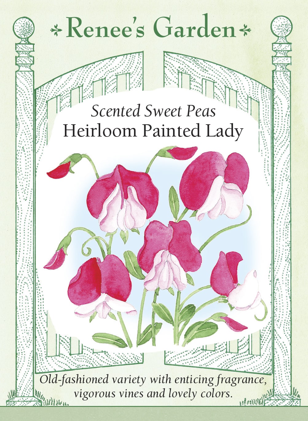 Visuel officiel de Renee's Garden associé aux semences de Pois de senteur ‘Painted Lady’, référence RN5917. Cette variété ancienne porte des fleurs bicolores dans des tons de rose, de rose pastel et de crème. Les fleurs parfumées apparaissent tôt sur des tiges grimpantes vigoureuses. La variété est reconnue par le semencier pour sa tolérance à la chaleur.