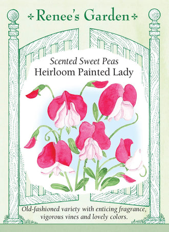 Visuel officiel de Renee's Garden associé aux semences de Pois de senteur ‘Painted Lady’, référence RN5917. Cette variété ancienne porte des fleurs bicolores dans des tons de rose, de rose pastel et de crème. Les fleurs parfumées apparaissent tôt sur des tiges grimpantes vigoureuses. La variété est reconnue par le semencier pour sa tolérance à la chaleur.