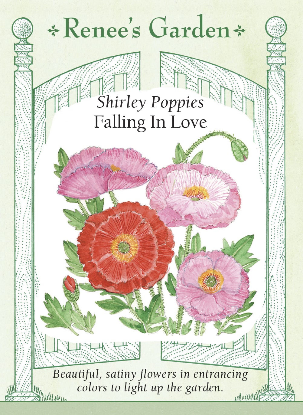 Visuel officiel de Renee's Garden associé aux semences de Coquelicots en mélange Falling in Love, référence RN5922. Les fleurs simples et doubles présentent des tons cramoisis, rouges, roses, blancs et pêche; certaines possèdent une bordure contrastante. Les tiges souples atteignent environ 60 à 90 cm (2 à 3 pi). Le feuillage découpé souligne la légèreté de ce mélange.
