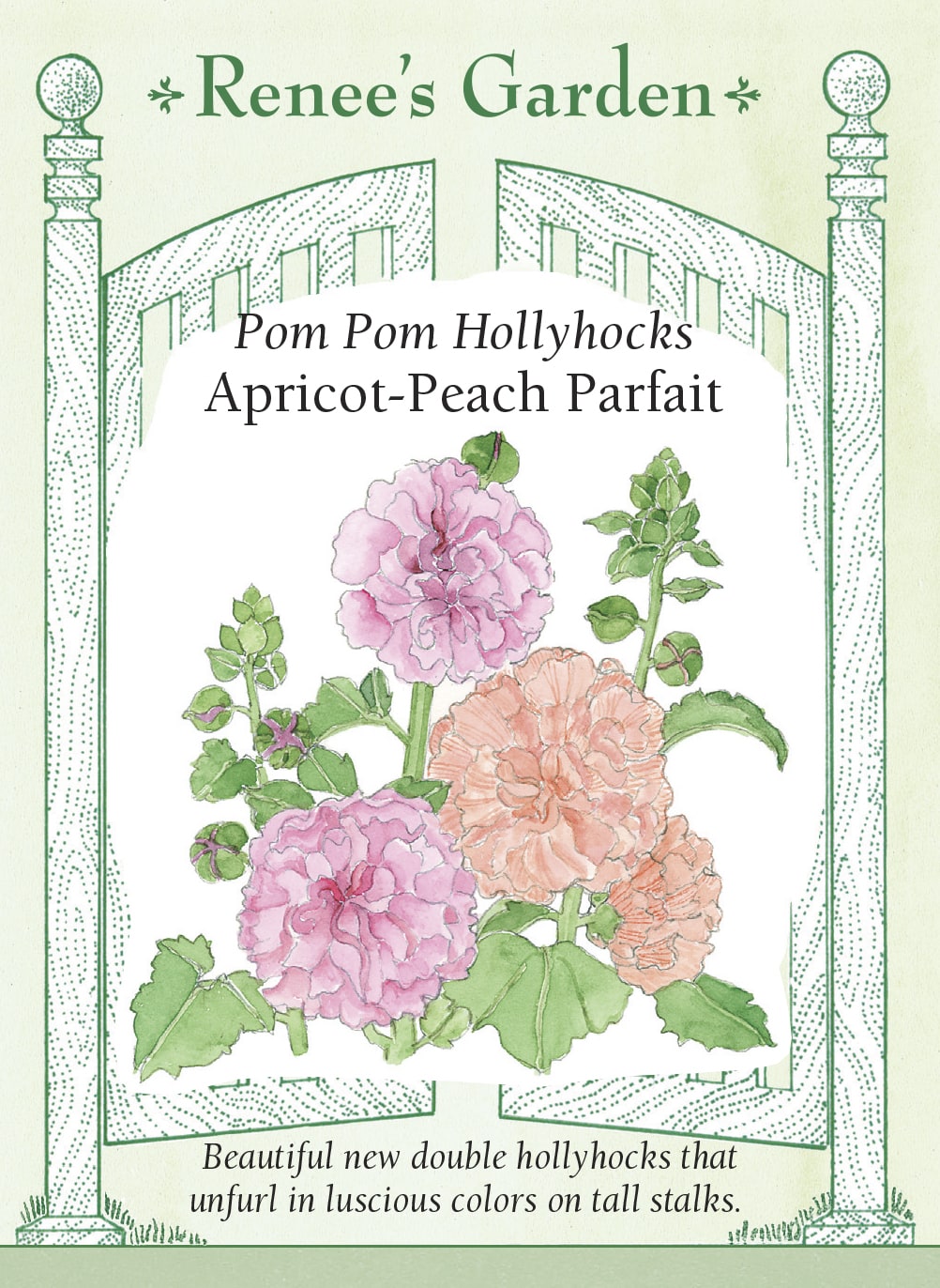 Visuel officiel de Renee's Garden associé aux semences de Roses trémières en mélange Apricot-Peach Parfait, référence RN5924. Ce mélange porte de grosses fleurs doubles abricot et pêche rosé, de 8 à 10 cm (3 à 4 po). Les hampes atteignent environ 1,5 à 2,1 m (5 à 7 pi). Le semencier le propose en fond de plate-bande ou près d’une clôture. Les fleurs s’ouvrent progressivement le long des tiges.