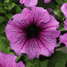 Pétunia grandiflora 'Sugar Daddy'