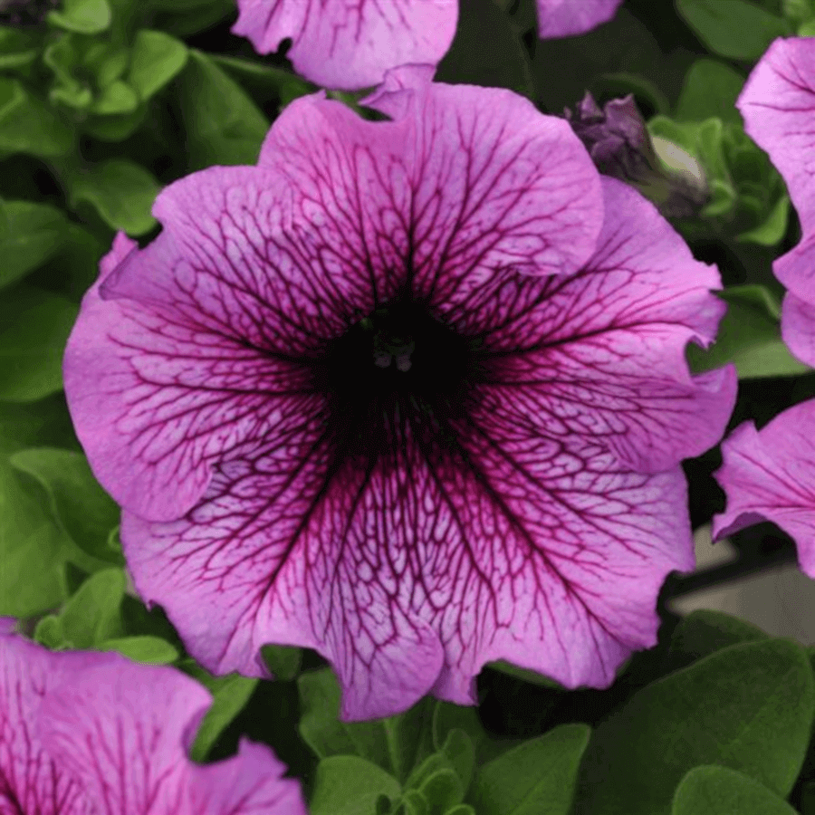 Pétunia grandiflora 'Sugar Daddy'