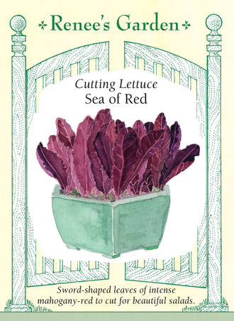 Visuel officiel de Renee's Garden pour les semences « Laitue ‘Sea of Red’ », référence RN5932. Cette laitue forme des pommes ouvertes de feuilles allongées, colorées de rouge acajou foncé. Le semencier souligne que la coloration demeure soutenue à la lumière, plutôt que de pâlir comme celle de certaines autres laitues. Les feuilles apportent un contraste marqué dans les salades et dans une planche où plusieurs types de verdures sont cultivés.