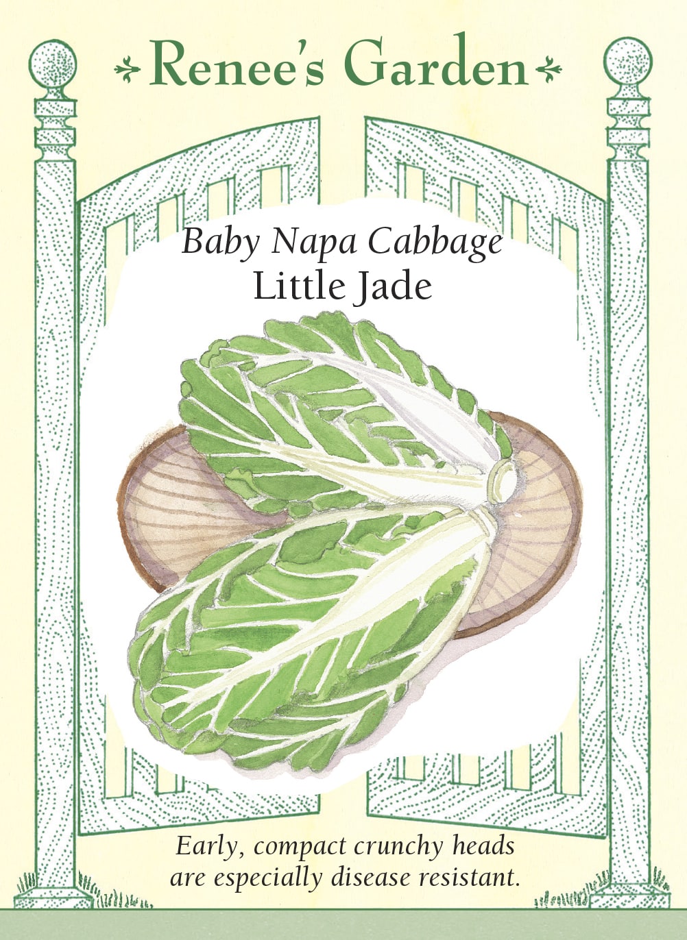 Visuel officiel de Renee's Garden pour les semences « Chou napa ‘Little Jade’ », référence RN5936. Ce petit chou napa forme des pommes denses, allongées comme un vase, d’environ 20 à 25 cm (8 à 10 po) de hauteur. Les côtes sont juteuses et croquantes, avec une saveur douce légèrement relevée. Le semencier décrit des plants vigoureux. Les feuilles et les côtes se prêtent aux salades, aux sautés et aux préparations de chou napa qui profitent de cette texture fraîche.