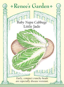Visuel officiel de Renee's Garden pour les semences « Chou napa ‘Little Jade’ », référence RN5936. Ce petit chou napa forme des pommes denses, allongées comme un vase, d’environ 20 à 25 cm (8 à 10 po) de hauteur. Les côtes sont juteuses et croquantes, avec une saveur douce légèrement relevée. Le semencier décrit des plants vigoureux. Les feuilles et les côtes se prêtent aux salades, aux sautés et aux préparations de chou napa qui profitent de cette texture fraîche.