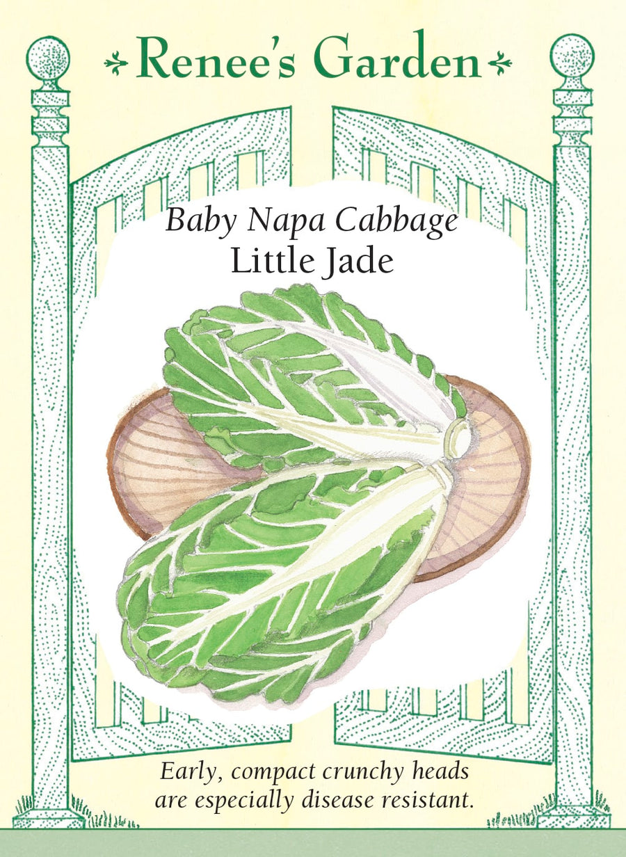 Visuel officiel de Renee's Garden pour les semences « Chou napa ‘Little Jade’ », référence RN5936. Ce petit chou napa forme des pommes denses, allongées comme un vase, d’environ 20 à 25 cm (8 à 10 po) de hauteur. Les côtes sont juteuses et croquantes, avec une saveur douce légèrement relevée. Le semencier décrit des plants vigoureux. Les feuilles et les côtes se prêtent aux salades, aux sautés et aux préparations de chou napa qui profitent de cette texture fraîche.