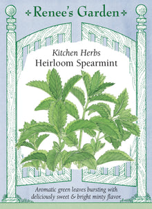 Visuel officiel de Renee's Garden associé aux semences de Menthe verte, référence RN5946. Cette menthe porte des feuilles vert vif, dentées et fortement aromatiques. Le semencier la propose pour les salades, les boissons et les plats cuisinés. Son développement peut être rapide en pleine terre. La culture en contenant facilite le contrôle de l’expansion et garde les tiges feuillées à portée de main.