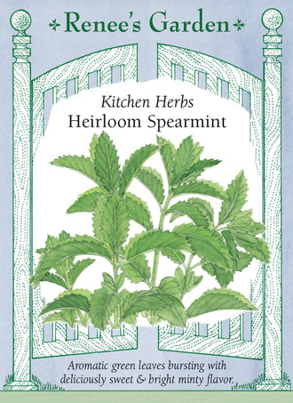 Visuel officiel de Renee's Garden associé aux semences de Menthe verte, référence RN5946. Cette menthe porte des feuilles vert vif, dentées et fortement aromatiques. Le semencier la propose pour les salades, les boissons et les plats cuisinés. Son développement peut être rapide en pleine terre. La culture en contenant facilite le contrôle de l’expansion et garde les tiges feuillées à portée de main.