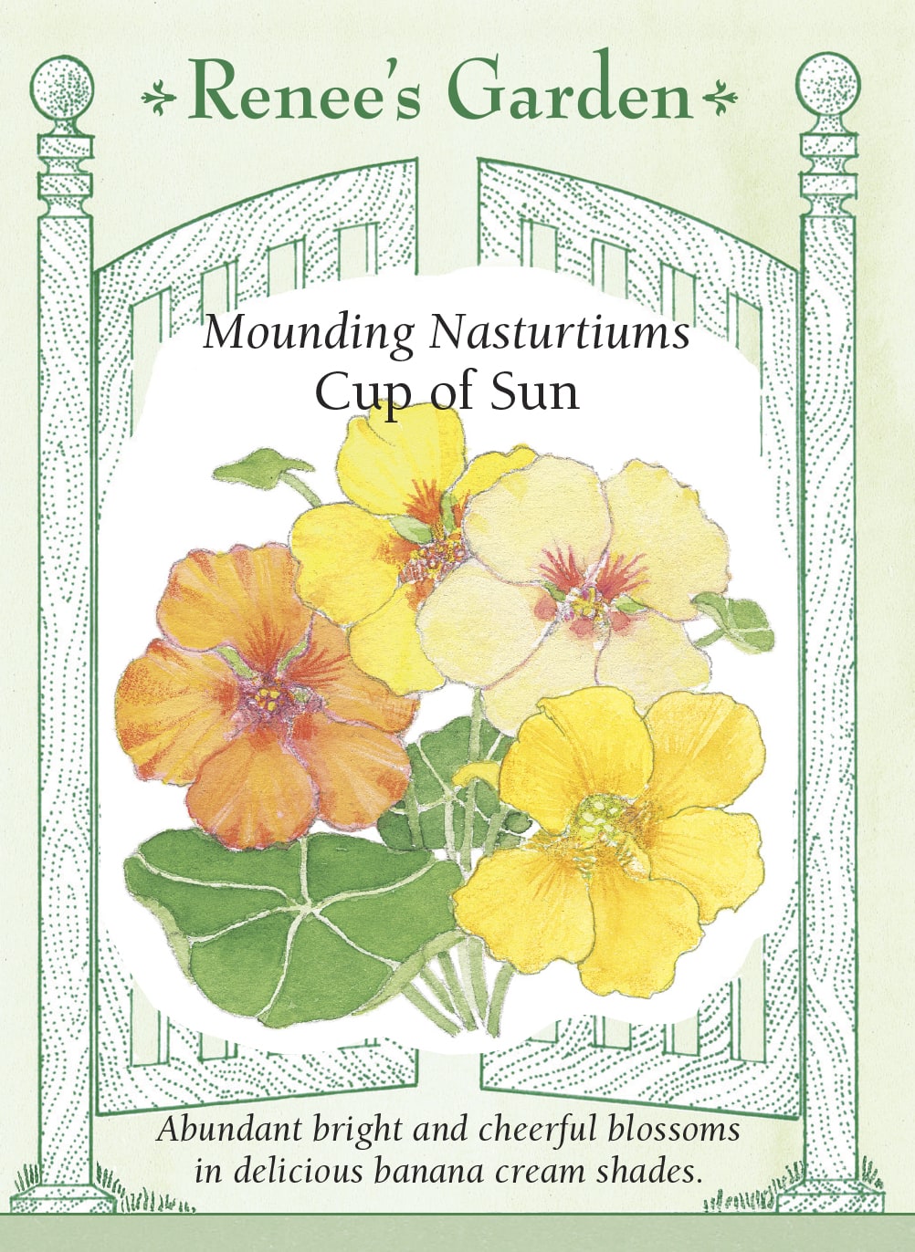 Visuel officiel de Renee's Garden associé aux semences de Capucines en mélange Cup of Sun, référence RN5947. Les fleurs réunissent des tons jaune citron, dorés nuancés d’orange et jaune pastel devenant crème. Le feuillage arrondi retombe souplement autour de la plante. Ce mélange permet de composer des bordures lumineuses et de garnir les contenants de terrasse.