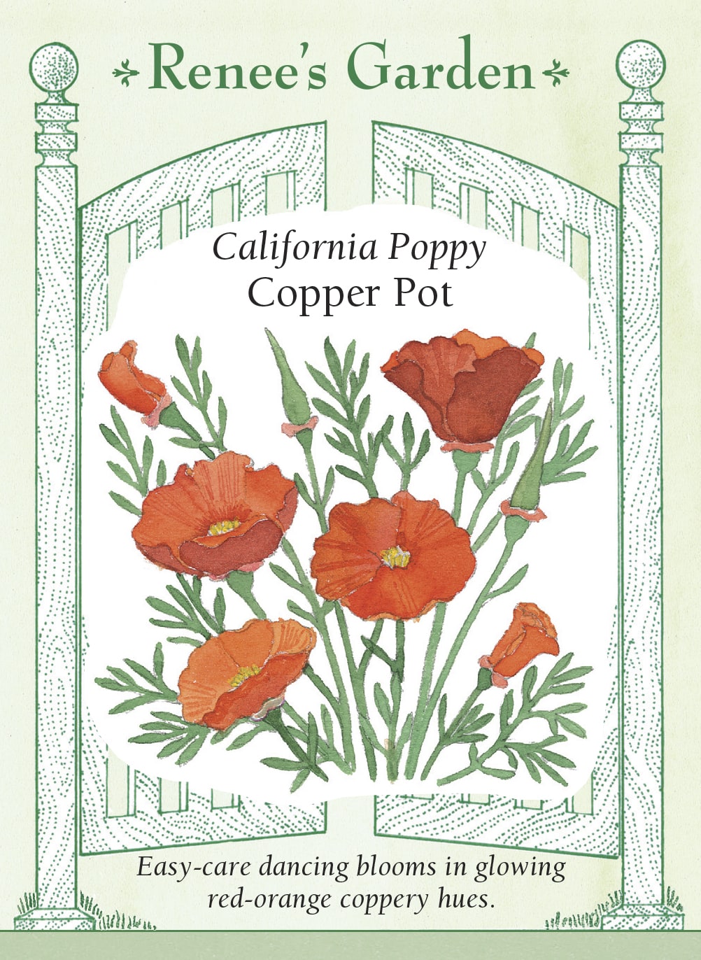 Visuel officiel de Renee's Garden associé aux semences de Pavot de Californie ‘Copper Pot’, référence RN5948. Les fleurs satinées présentent une coloration rouge cuivré, particulièrement lumineuse au soleil. Elles dominent des touffes de feuillage gris-vert finement découpé. La plante peut se ressemer lorsque ses capsules mûrissent, ce qui prolonge sa présence au jardin.